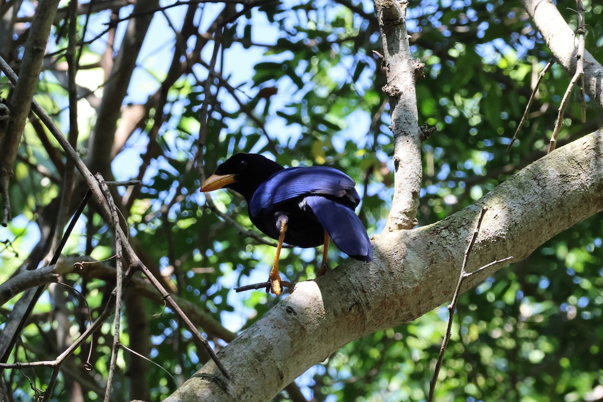 Purplish-backed Jay - ML644052986