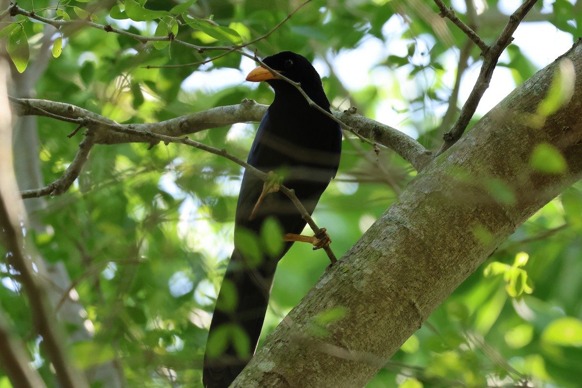 Purplish-backed Jay - ML644052987