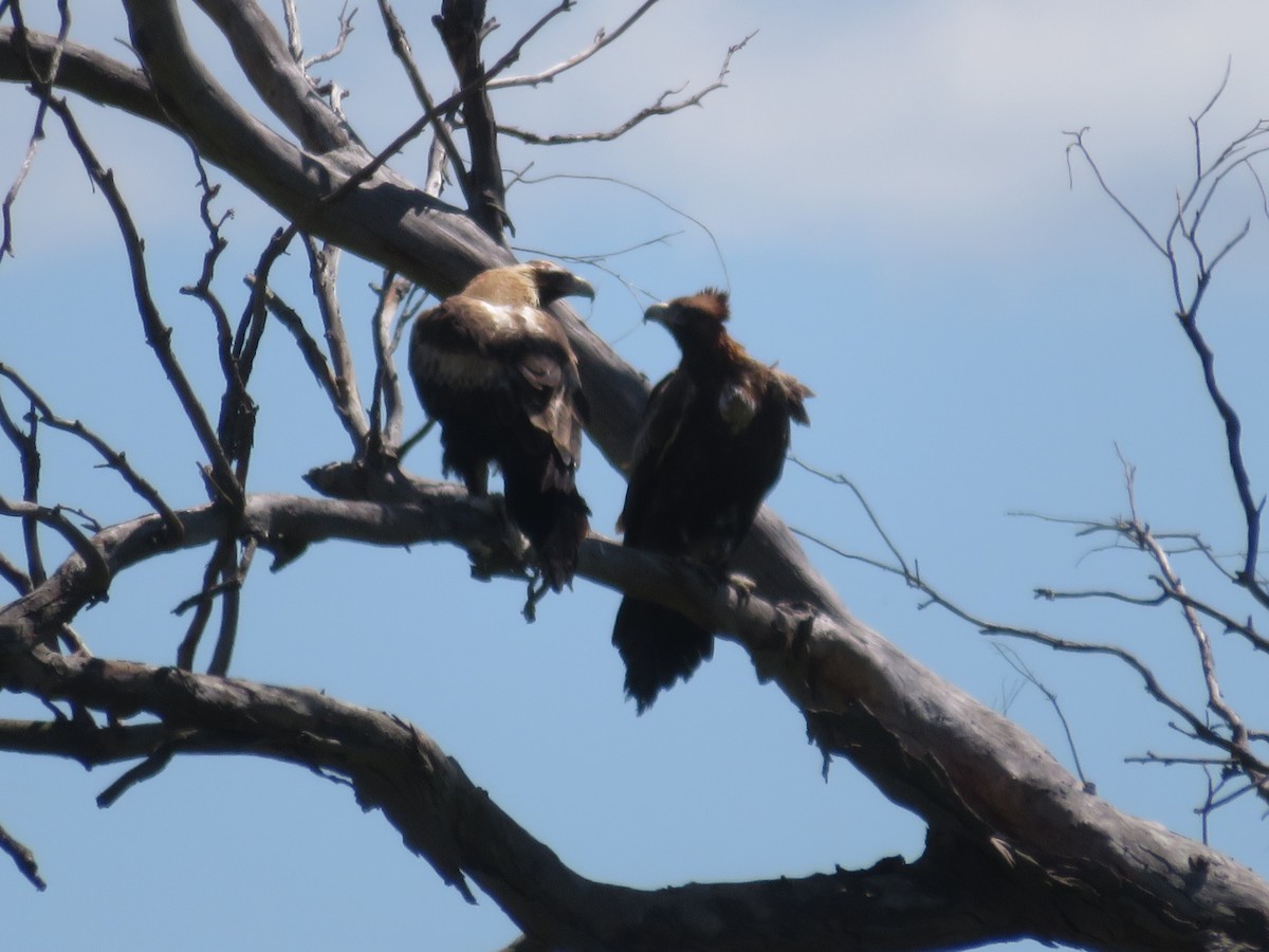 Wedge-tailed Eagle - ML644052991