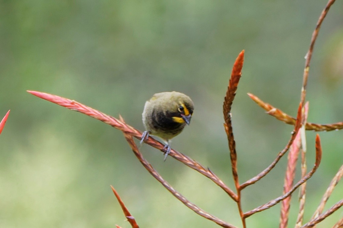 Yellow-faced Grassquit - ML644052996