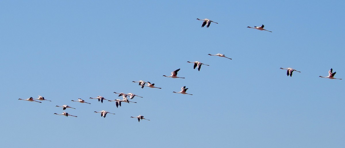 Flamant nain - ML644053009