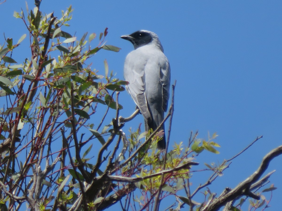 Black-faced Cuckooshrike - ML644053010