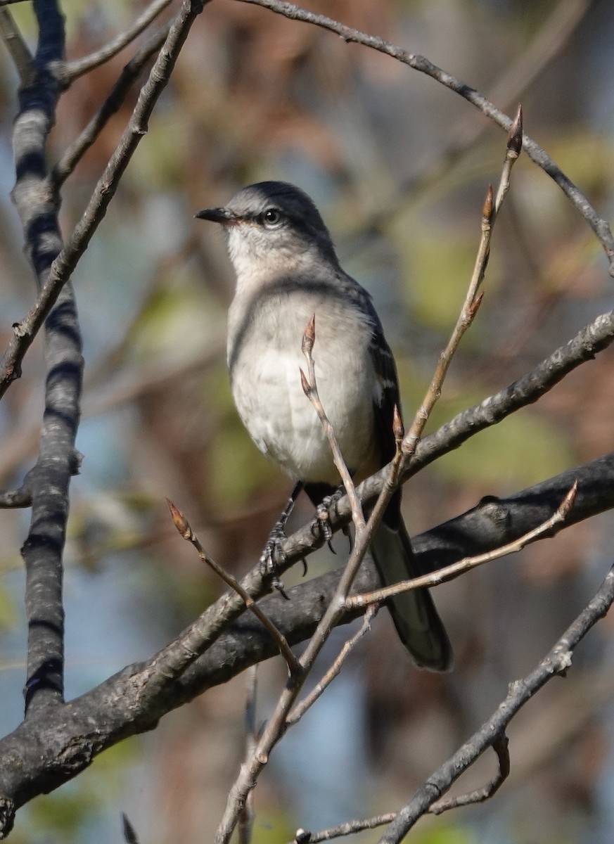 Moqueur polyglotte - ML644053011