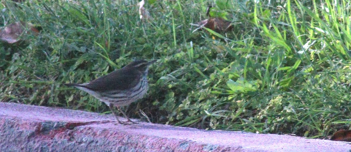 Northern Waterthrush - ML644053014