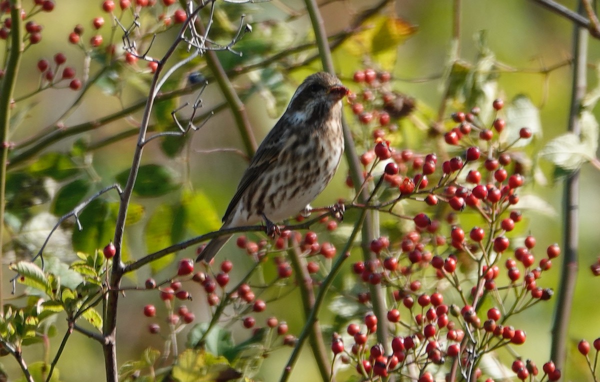 Roselin pourpré - ML644053015