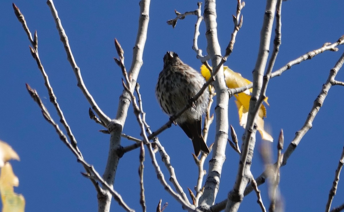 Roselin pourpré - ML644053019