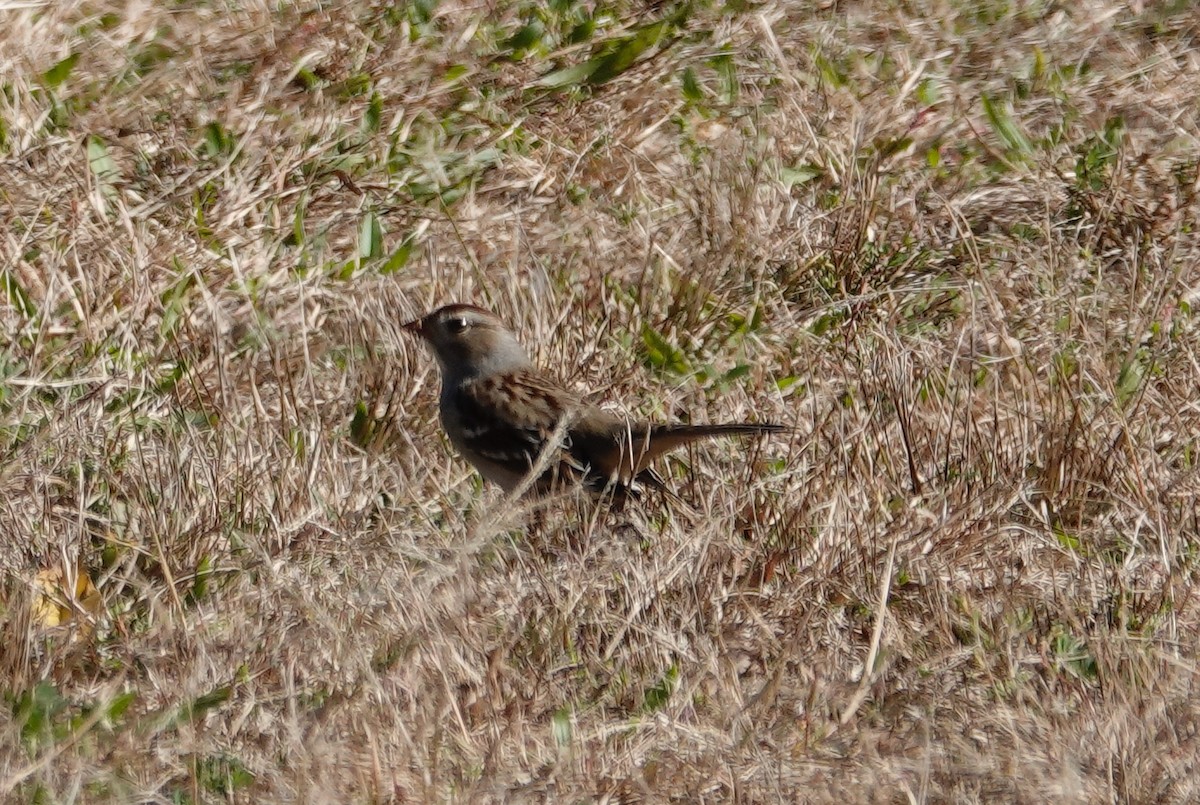 Bruant à couronne blanche - ML644053030