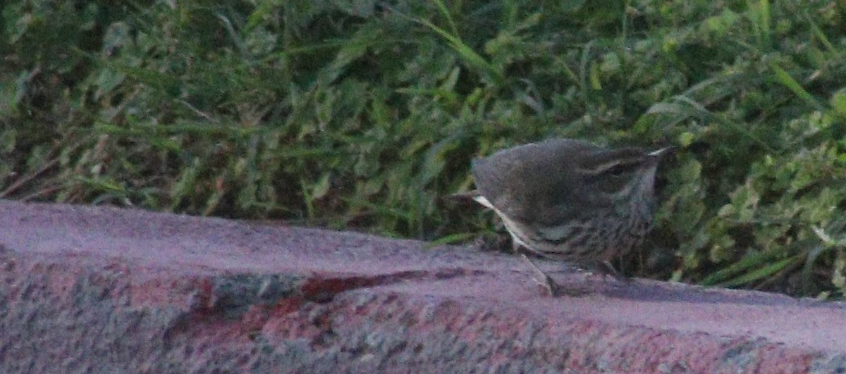 Northern Waterthrush - ML644053037