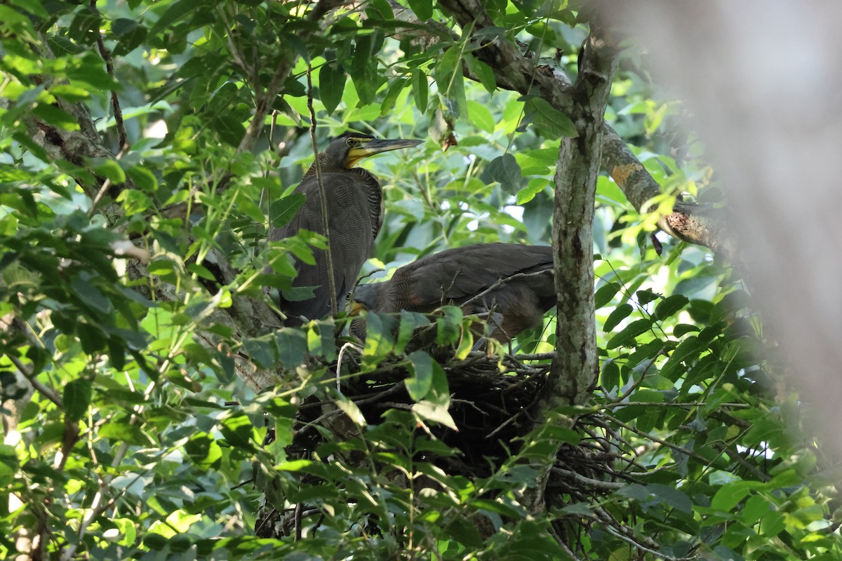 Bare-throated Tiger-Heron - ML644053040