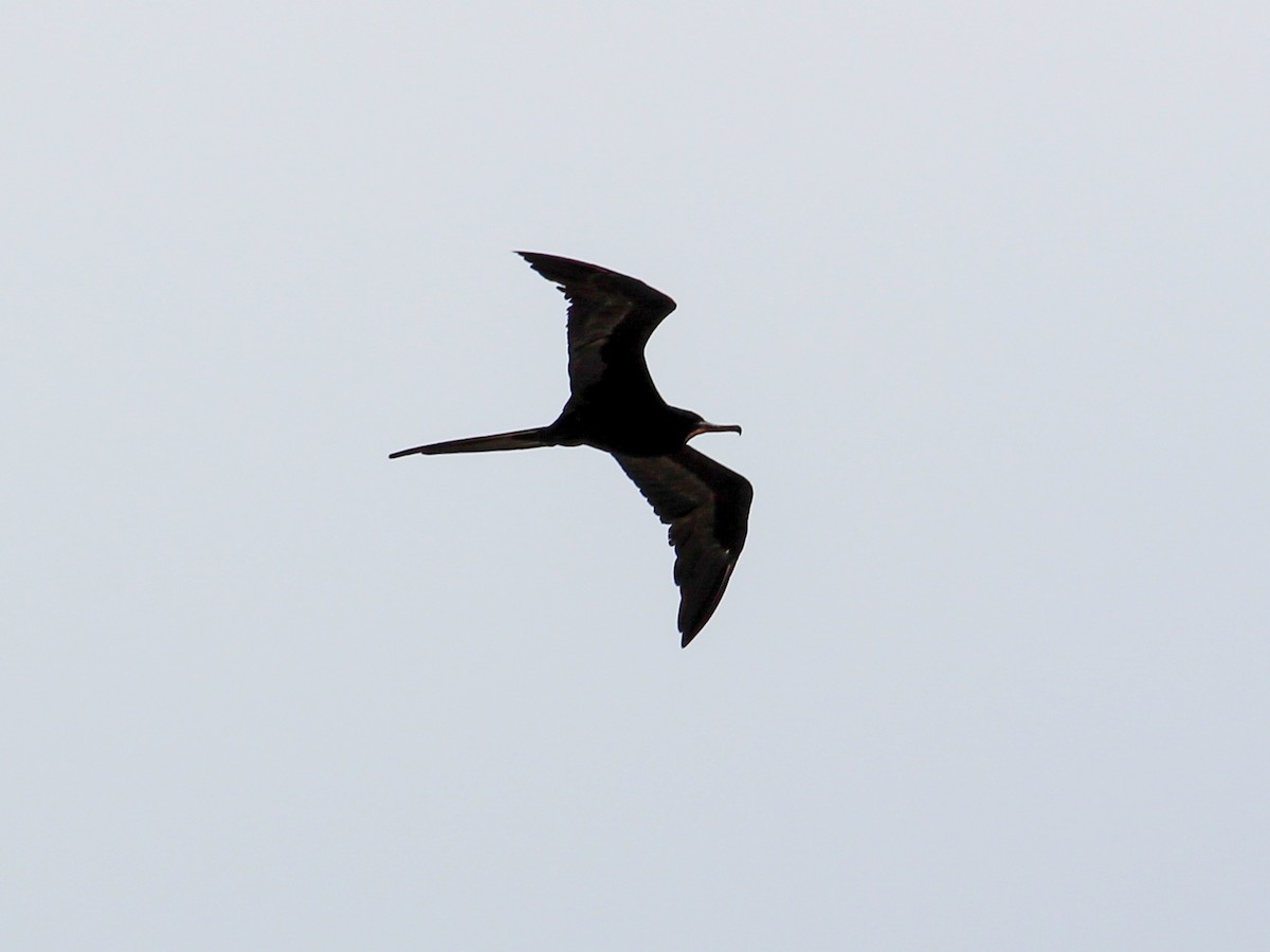 Magnificent Frigatebird - ML644053051