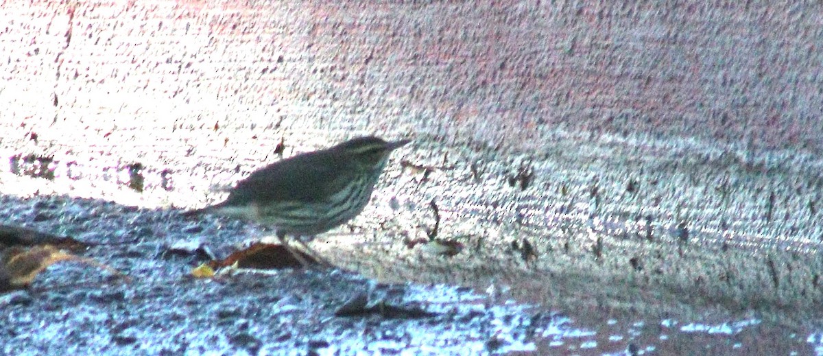 Northern Waterthrush - ML644053057