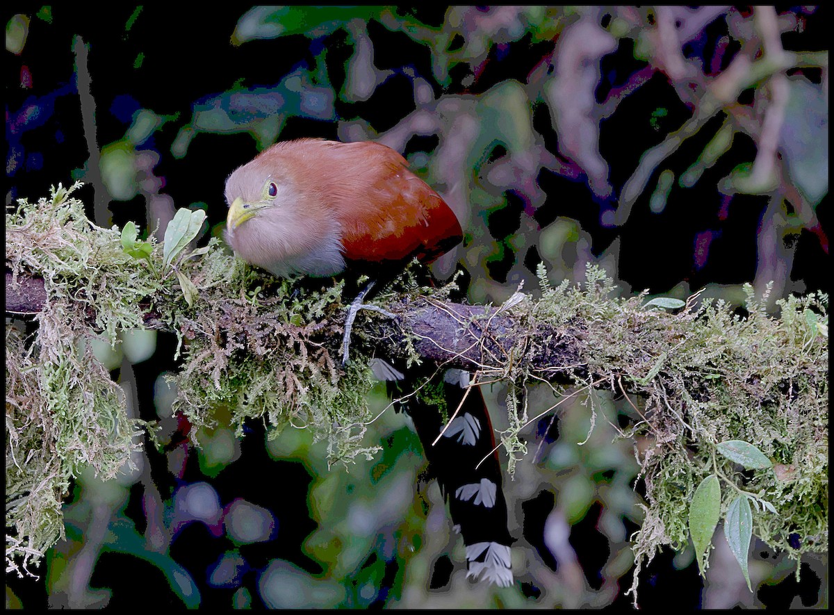 Common Squirrel-Cuckoo - ML644053067