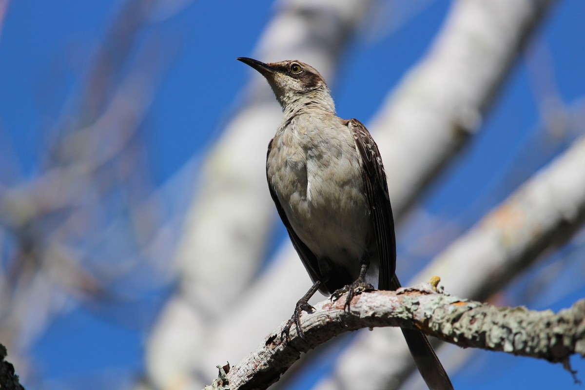 Galapagos Mockingbird - ML644053068