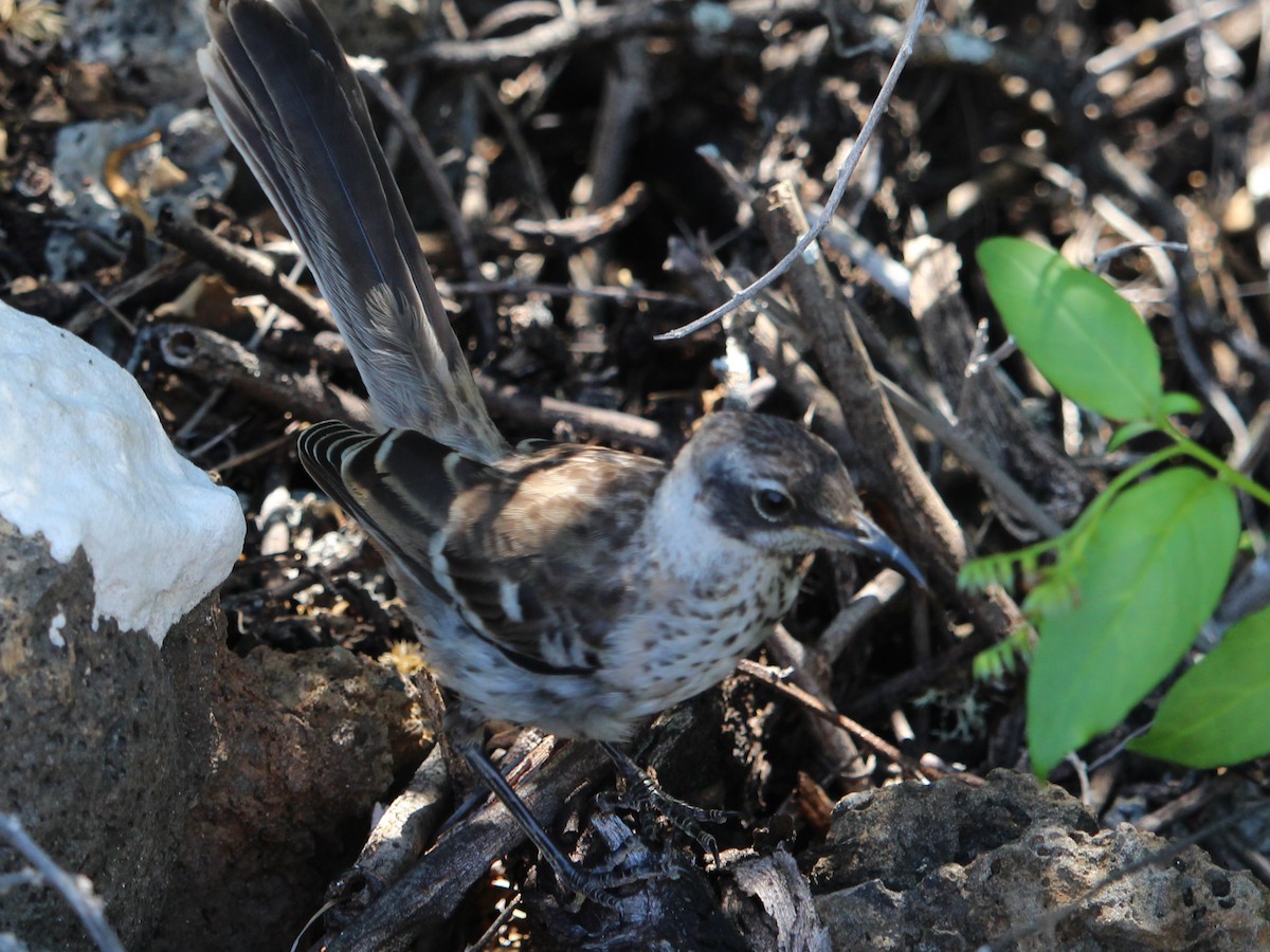 Galapagos Mockingbird - ML644053069