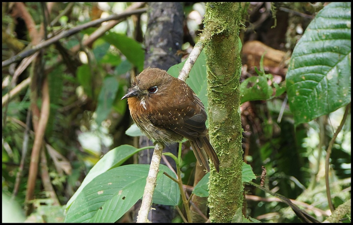 Moustached Puffbird - ML644053080