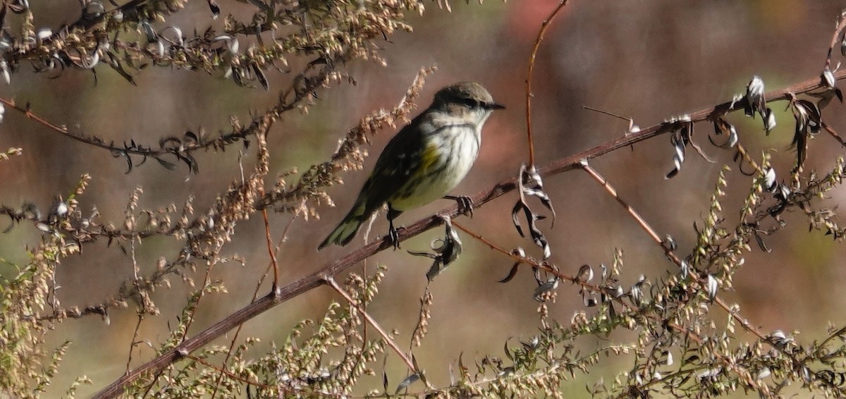 Paruline à croupion jaune - ML644053086