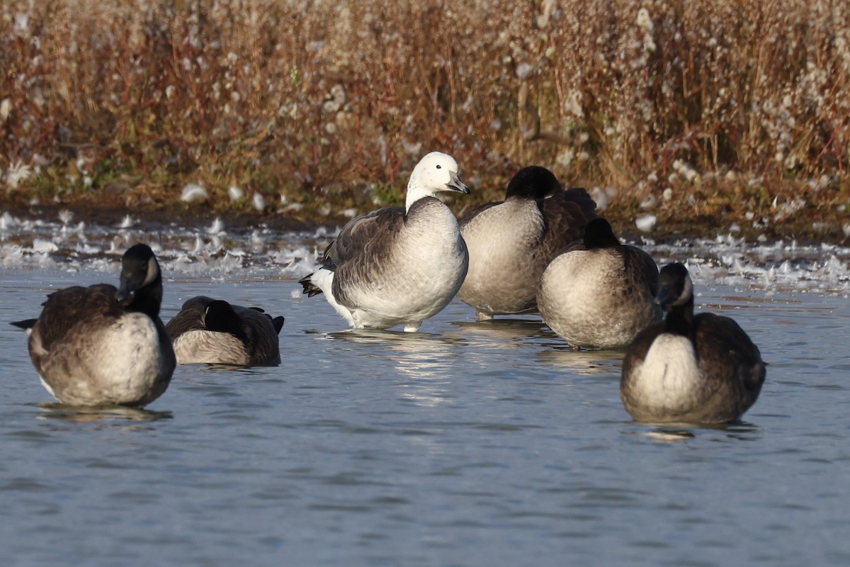 Snow x Canada Goose (hybrid) - ML644053089