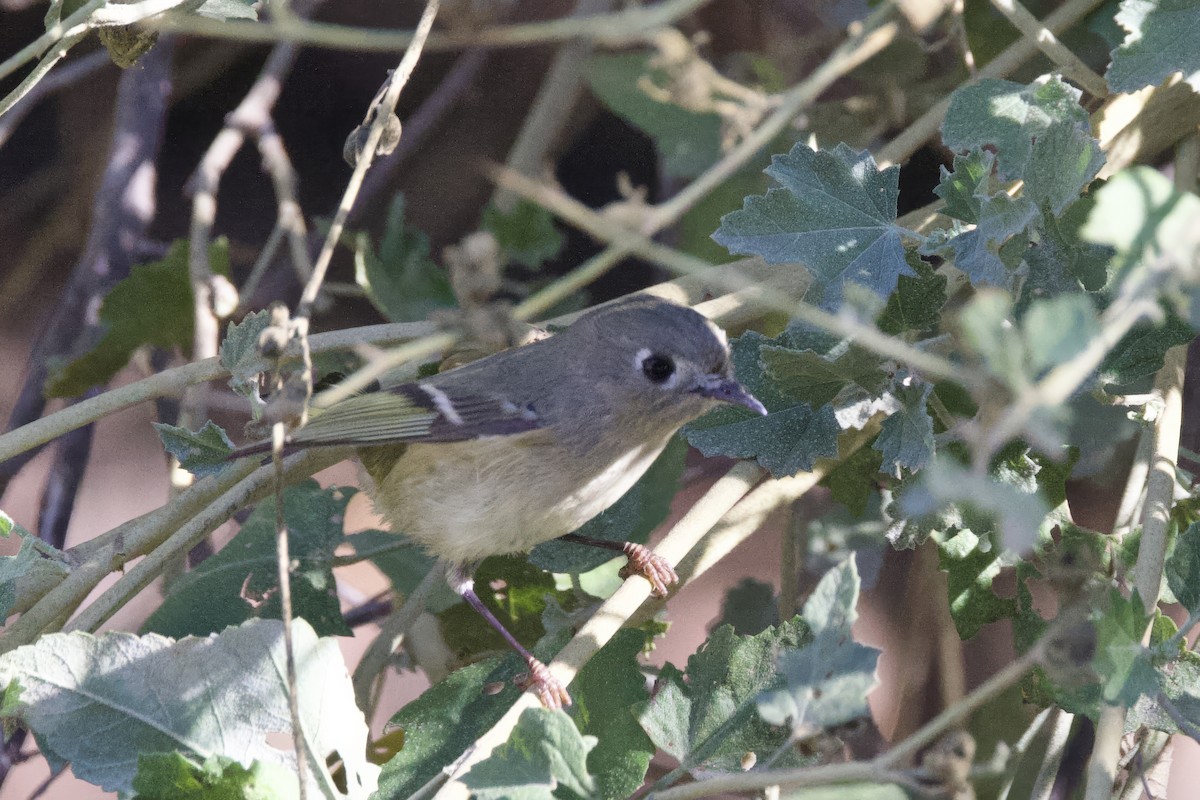 Ruby-crowned Kinglet - ML644053099