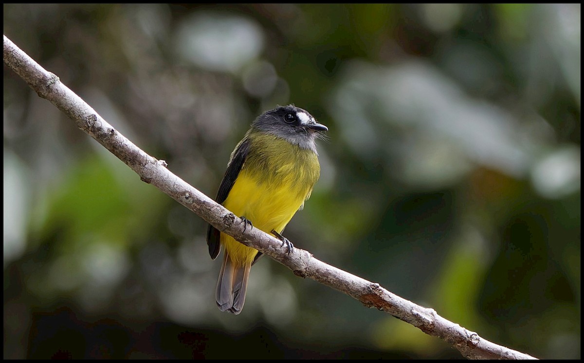 Ornate Flycatcher - ML644053100
