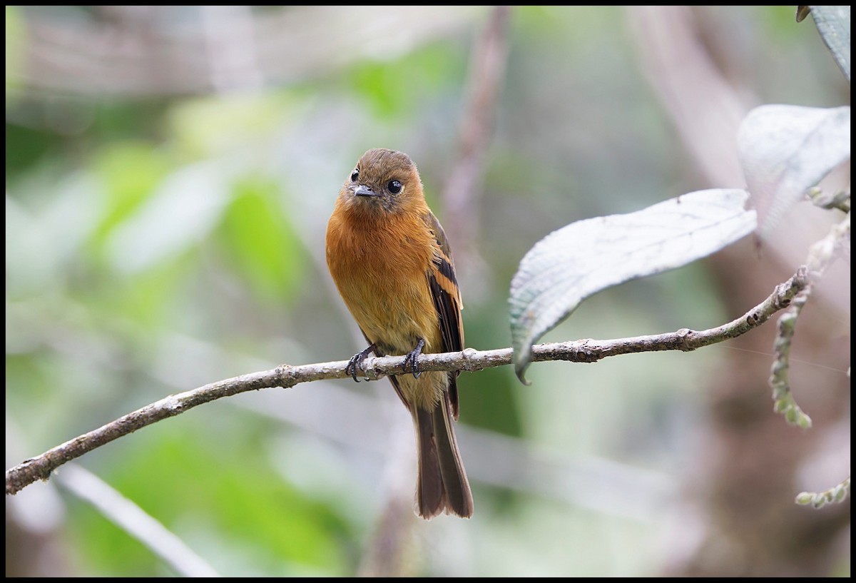 Cinnamon Flycatcher - ML644053105