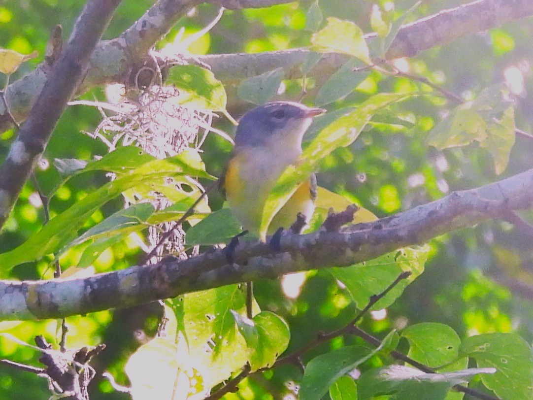 American Redstart - ML644053108
