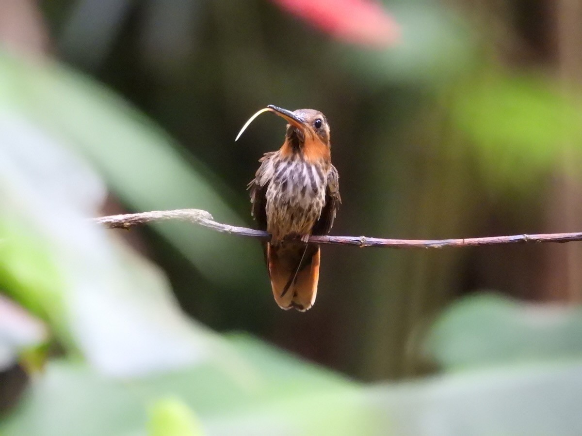 Saw-billed Hermit - ML644053113