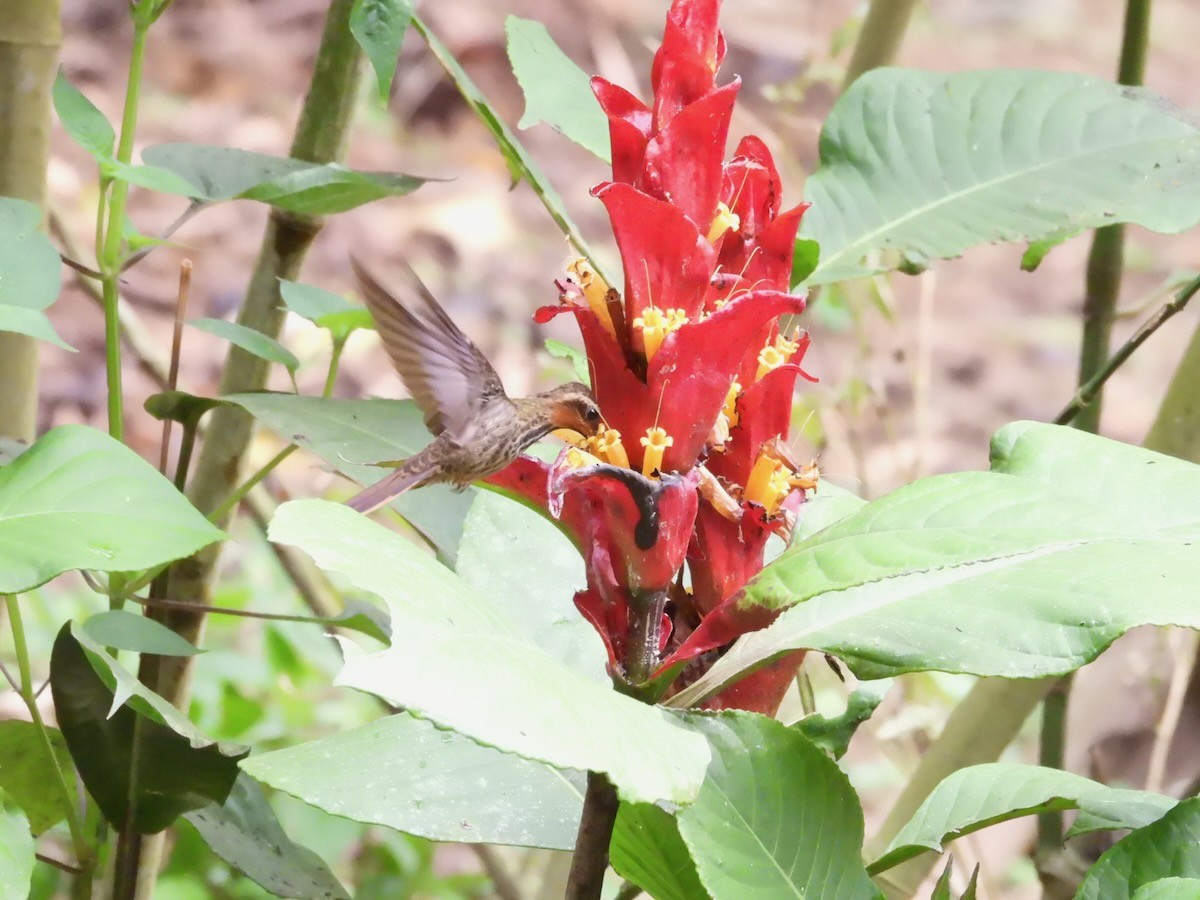 Saw-billed Hermit - ML644053114