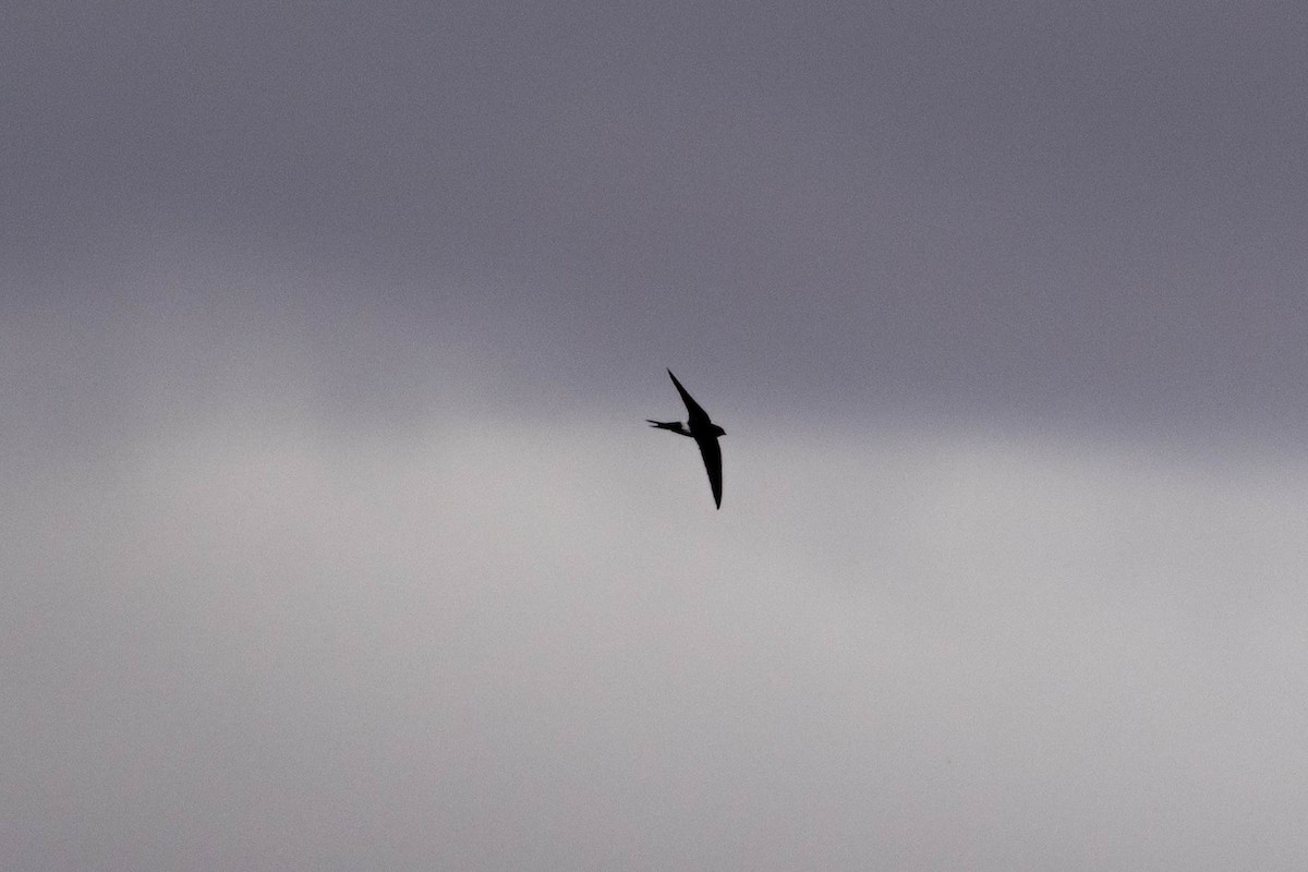 Pacific Swift - ML644053118