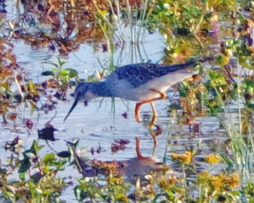 Greater Yellowlegs - ML644053119