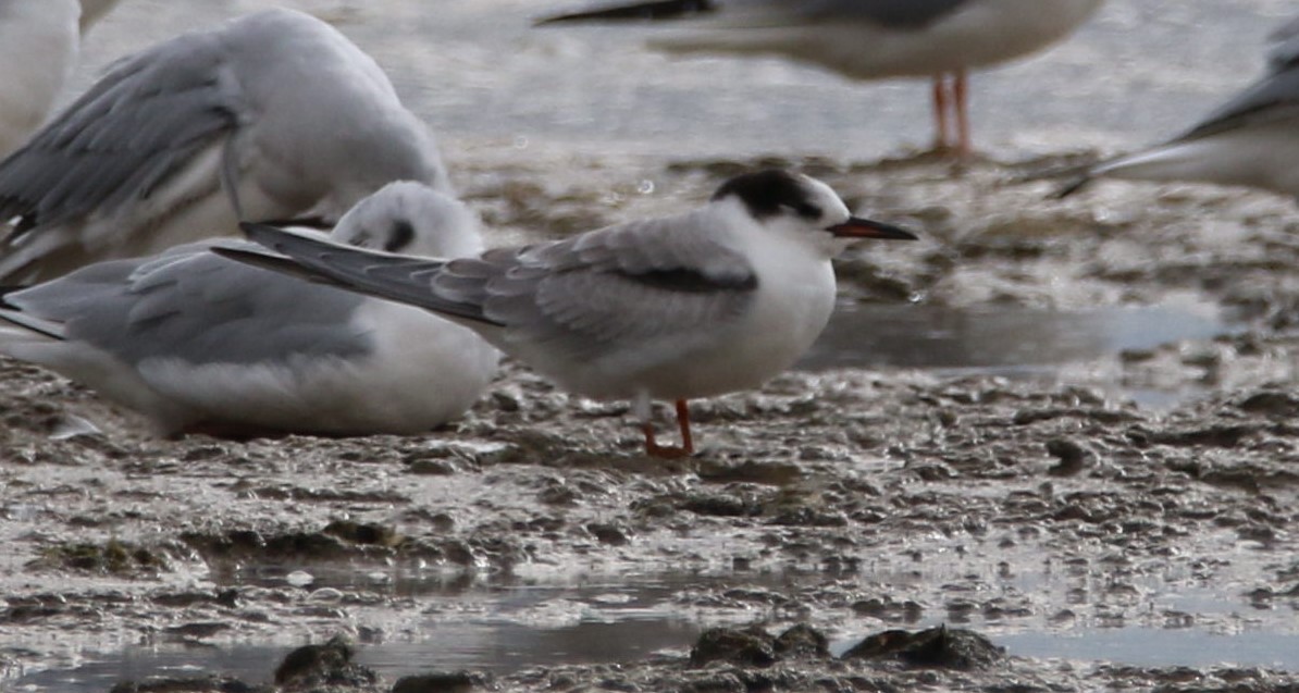 Common Tern - ML644053120