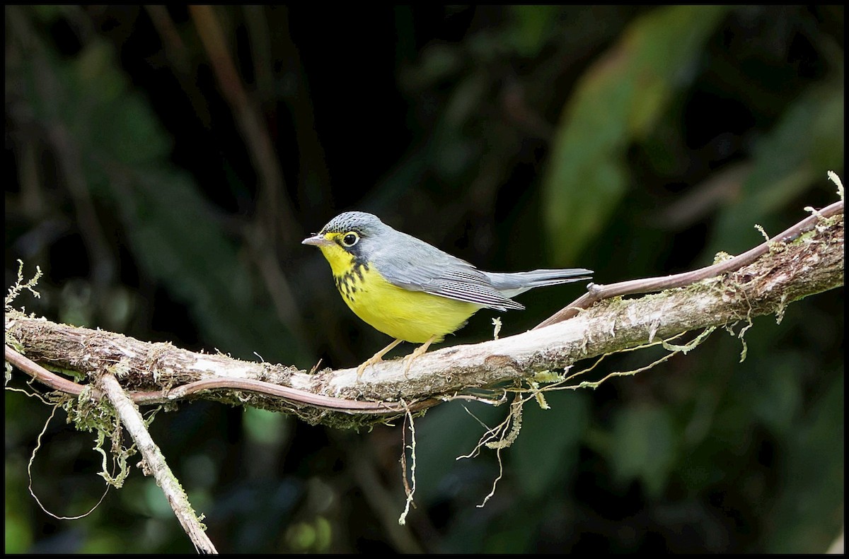 Canada Warbler - ML644053122