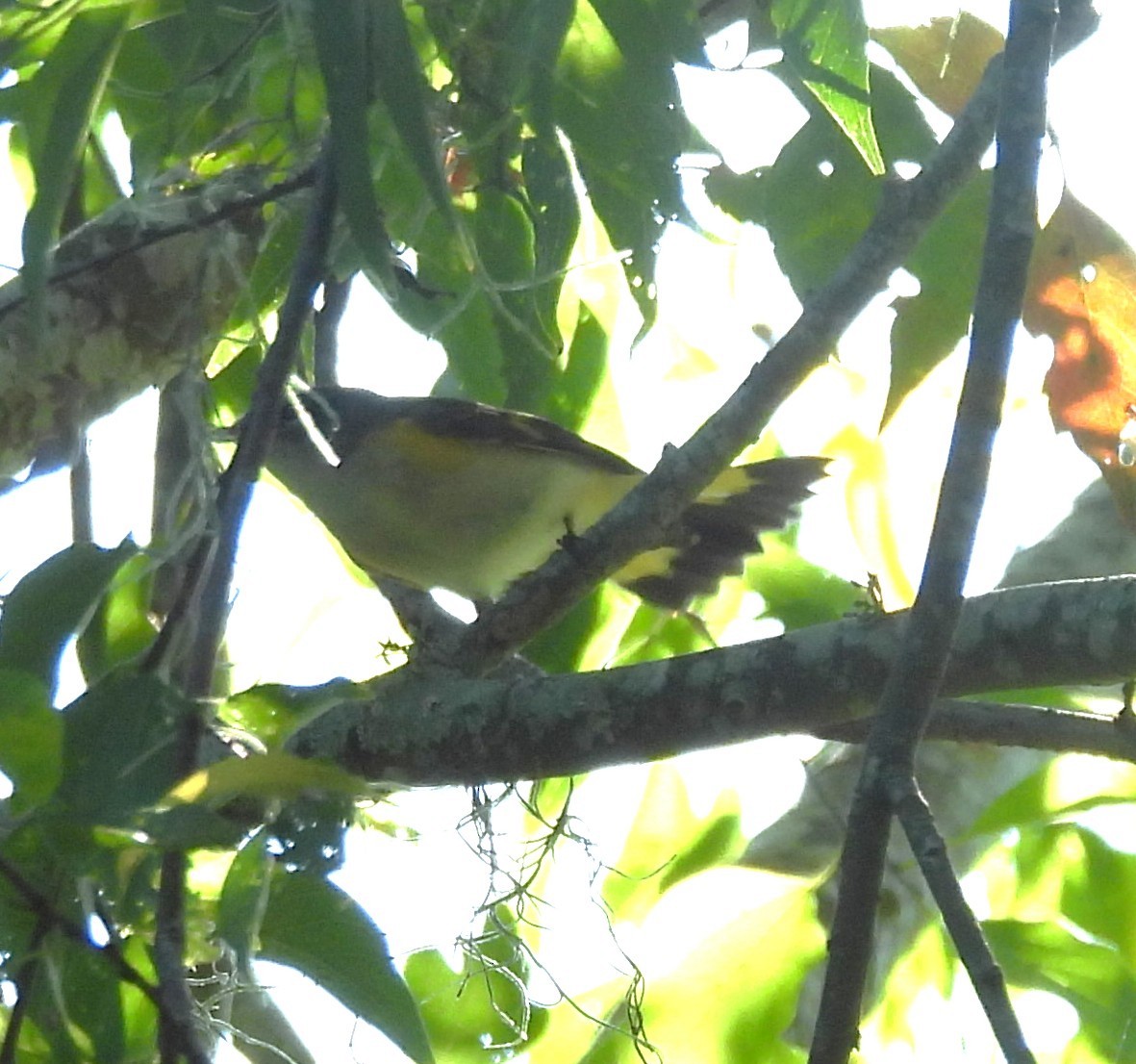 American Redstart - ML644053133