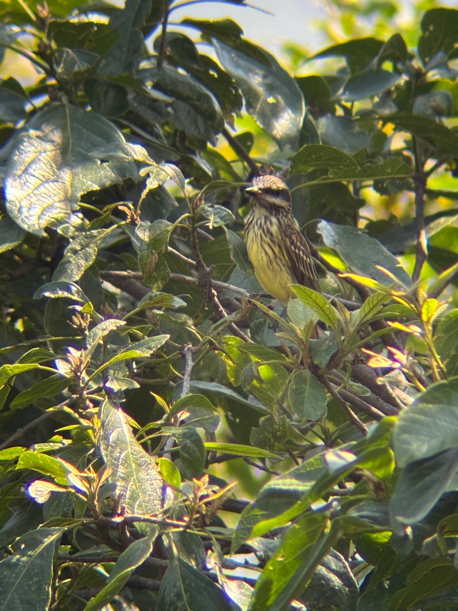 Sulphur-bellied Flycatcher - ML644053142