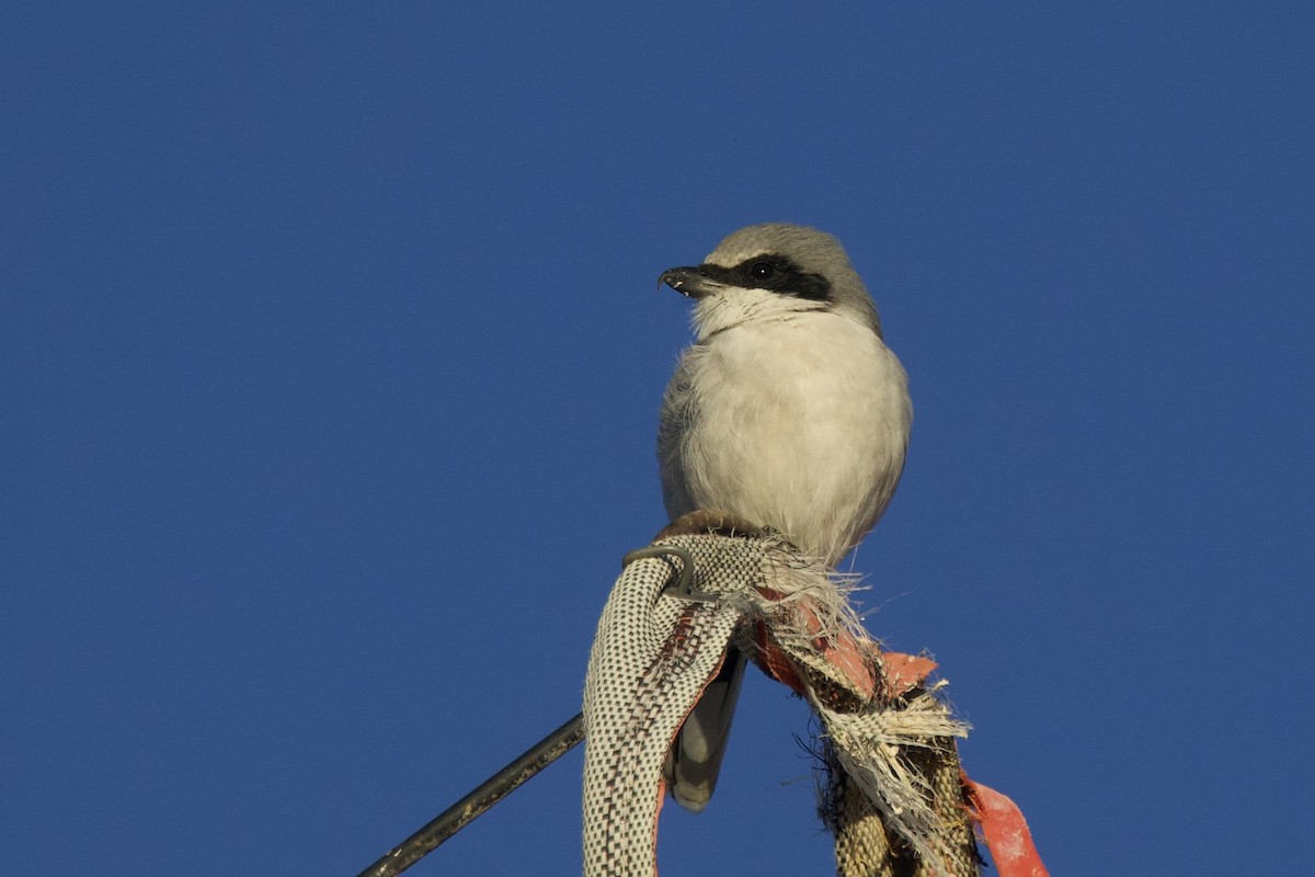 Loggerhead Shrike - ML644053143