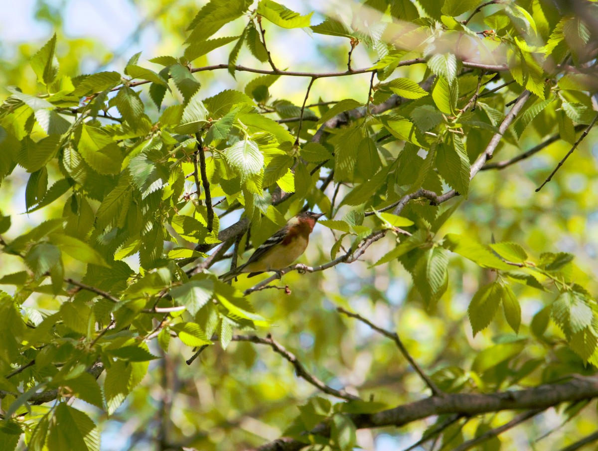 Bay-breasted Warbler - ML644053157