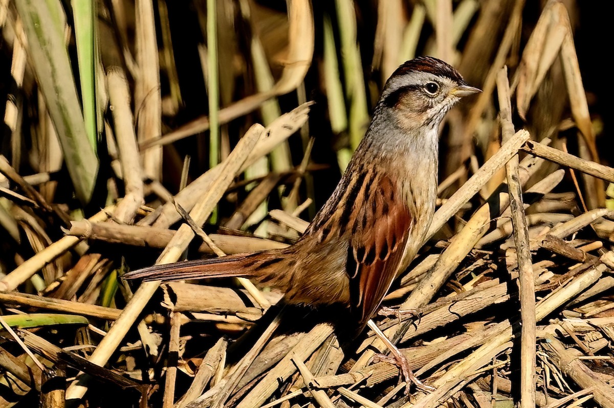 Swamp Sparrow - ML644053161