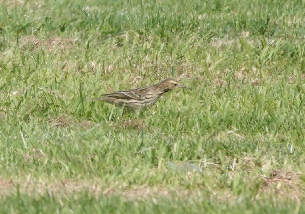 Red-throated Pipit - ML644053164