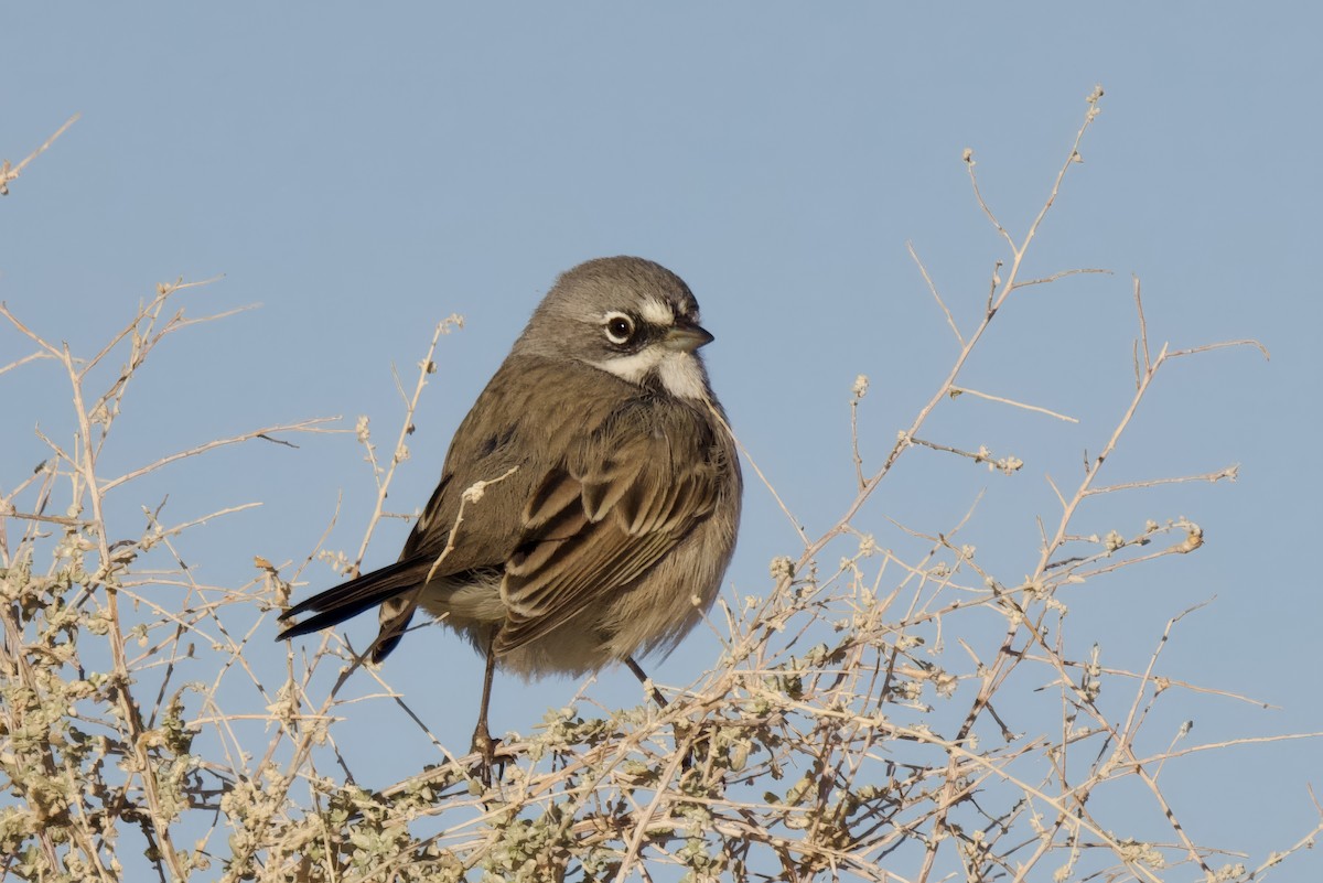 Bruant de Bell - ML644053169