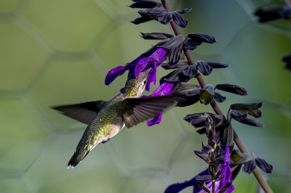 Ruby-throated Hummingbird - ML644053191