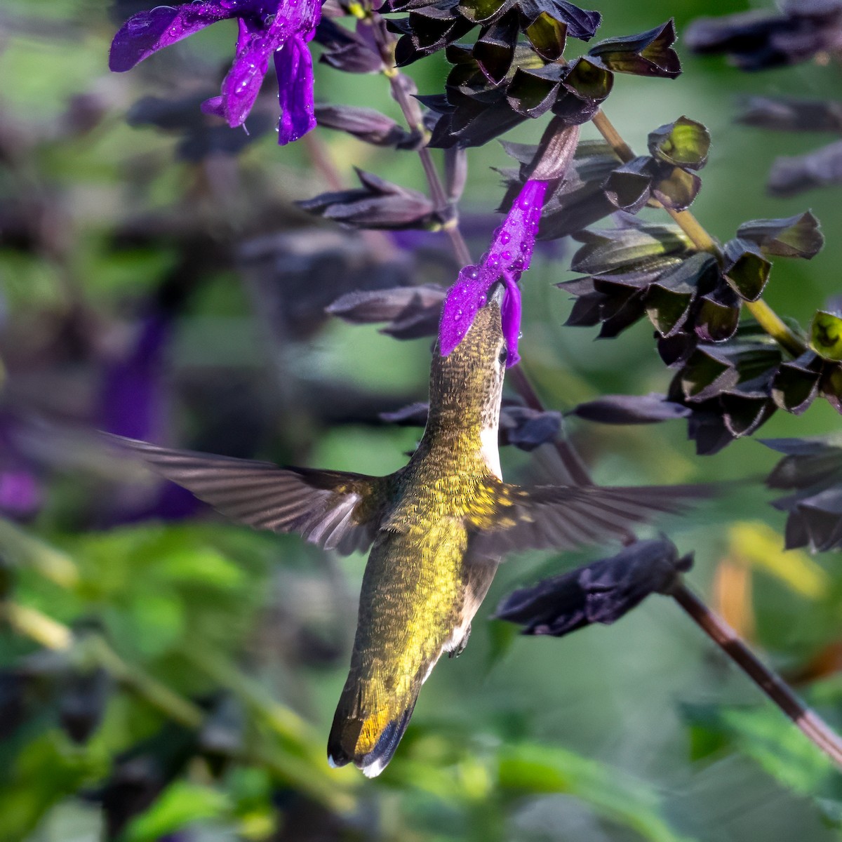 Ruby-throated Hummingbird - ML644053192