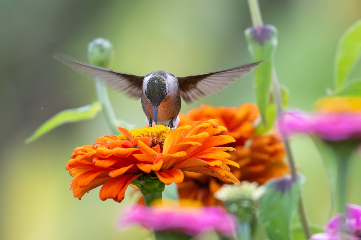 Ruby-throated Hummingbird - ML644053193