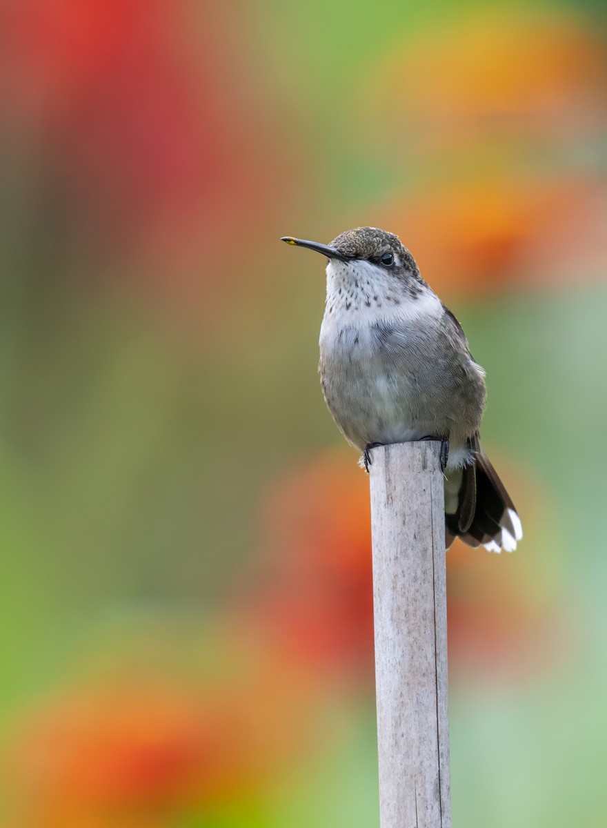 Ruby-throated Hummingbird - ML644053194