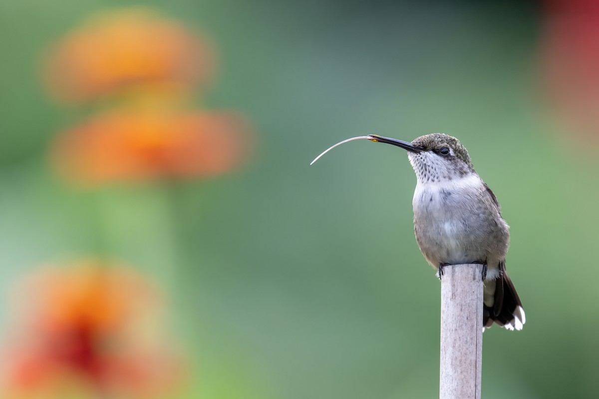 Ruby-throated Hummingbird - ML644053195