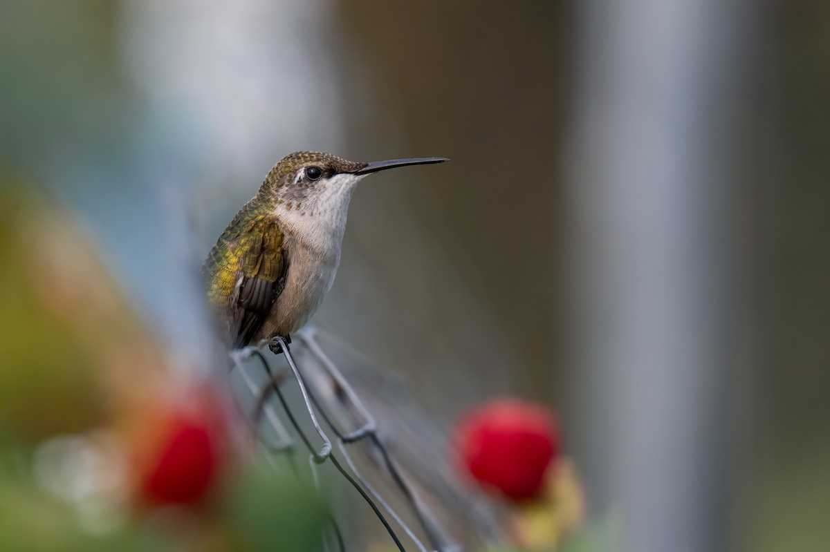 Ruby-throated Hummingbird - ML644053196