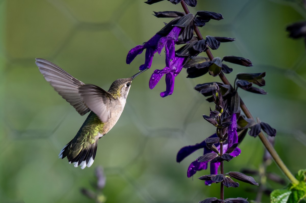Ruby-throated Hummingbird - ML644053197