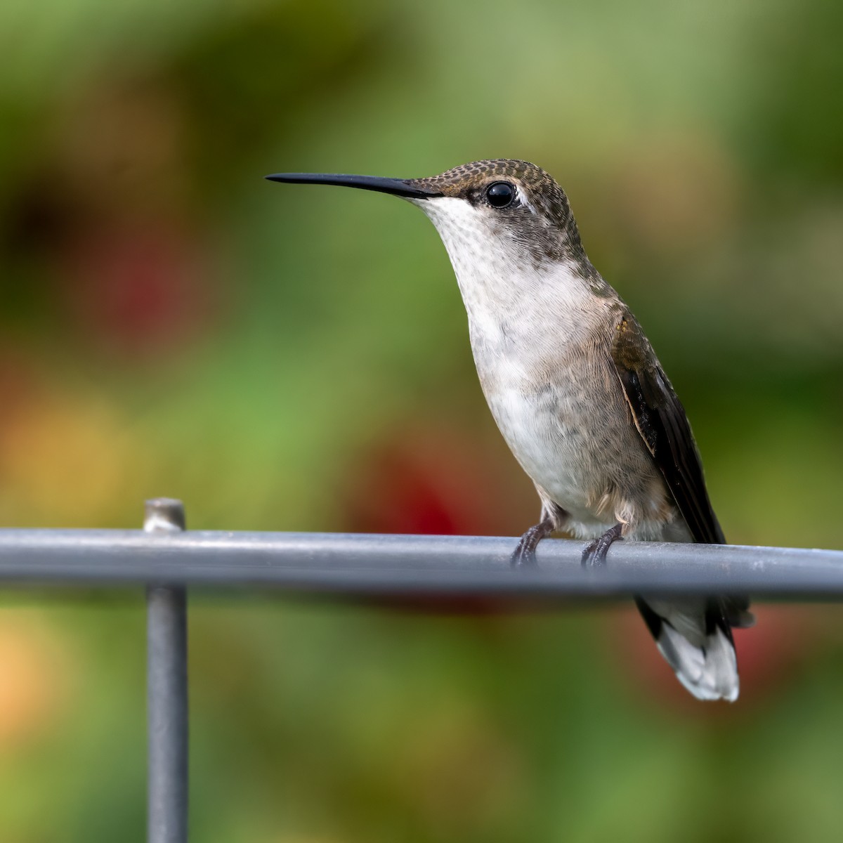 Ruby-throated Hummingbird - ML644053198