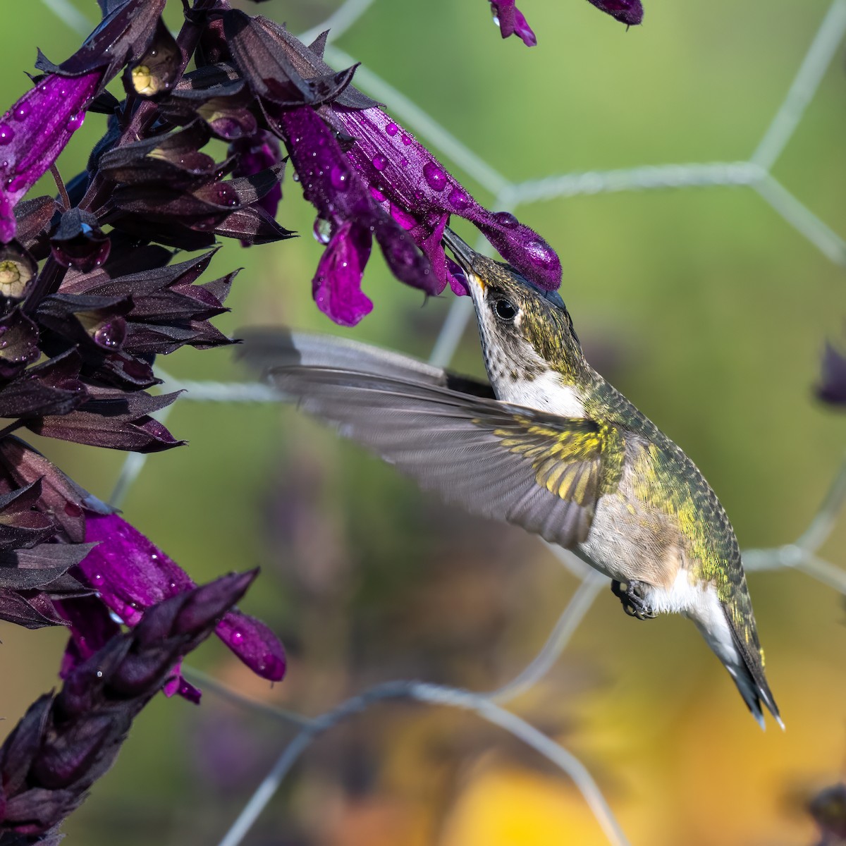 Ruby-throated Hummingbird - ML644053200