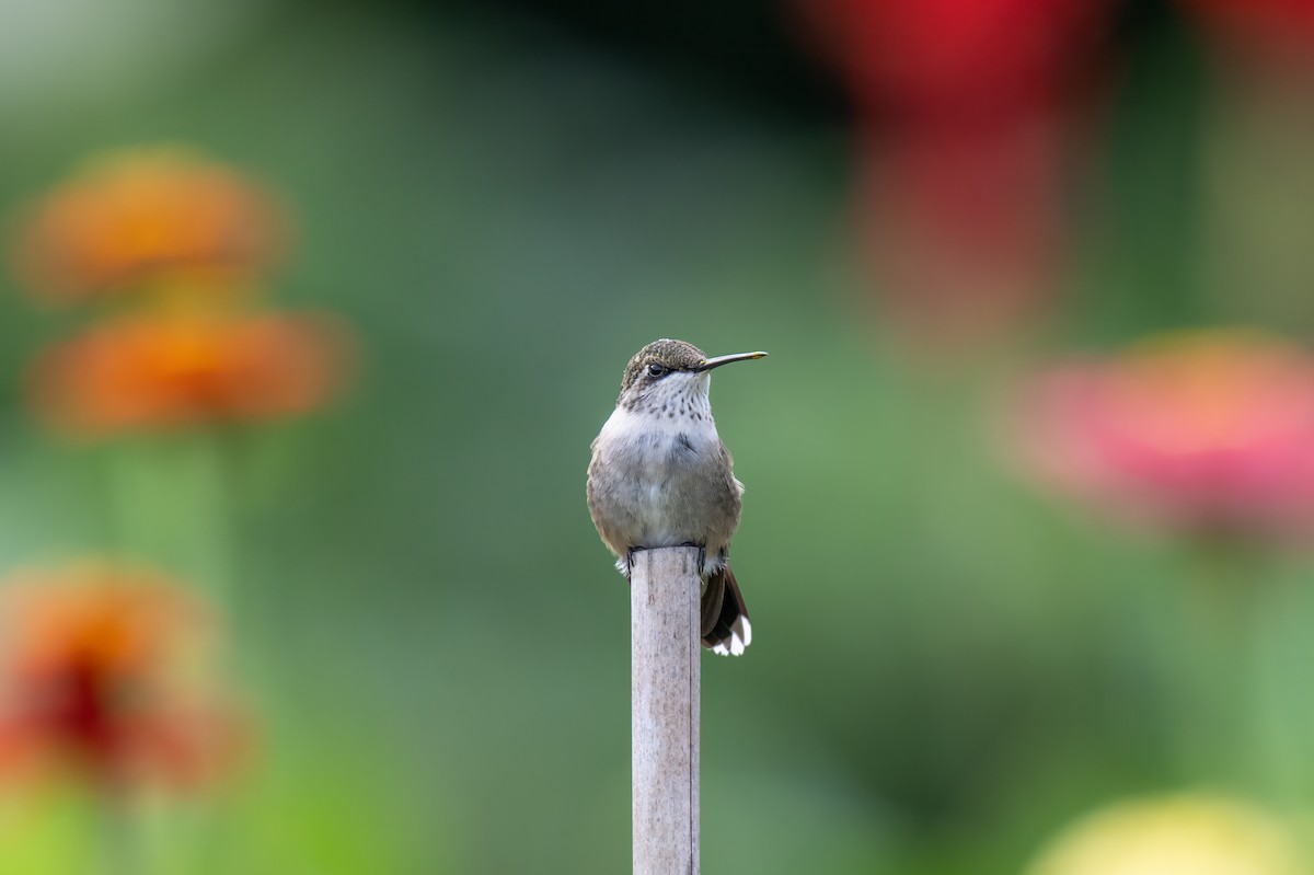 Ruby-throated Hummingbird - ML644053204
