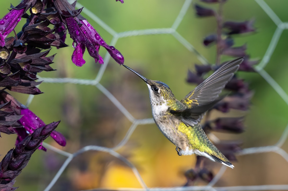 Ruby-throated Hummingbird - ML644053205