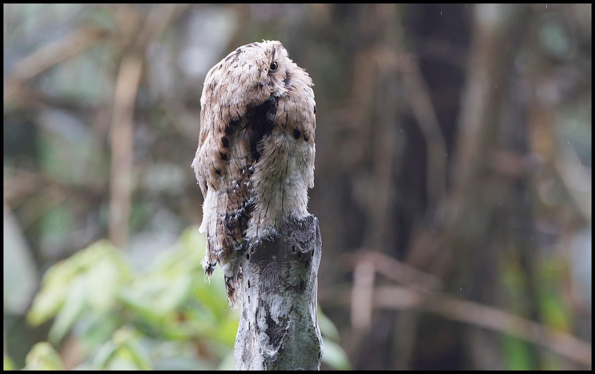 Common Potoo - ML644053206